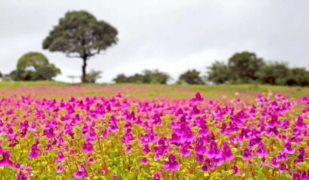 Kaas Plateau Trek in India