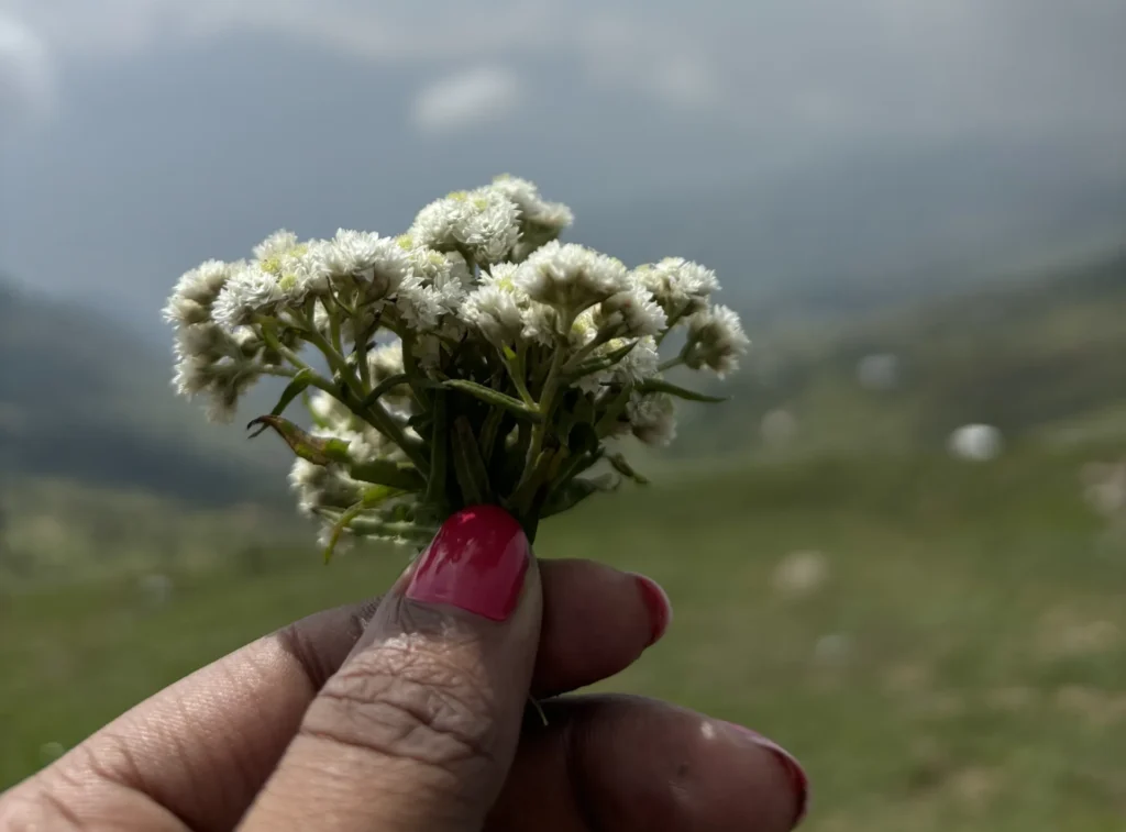 How to reach Shoja by Road